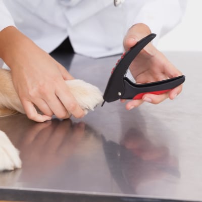 DOG NAIL TRIMMING